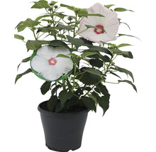 Hibiskus im Topf mit großen Blüten