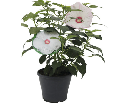 Riesenhibiskus weiß FloraSelf Hibiscus moscheutos 'Extreme' H 50-60 cm Co 5 L Hibiskus im Topf mit großen Blüten