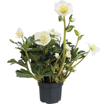 Christrose im Topf mit weißen Blüten und grünen Blättern