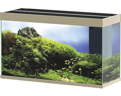 Eingerichtetes Aquarium mit Pflanzen und Fischen