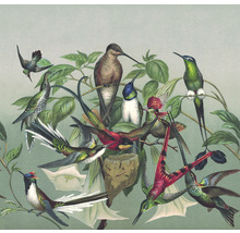Illustration von Kolibris in ihrem natürlichen Lebensraum