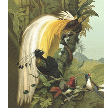 Illustration verschiedener Vogelarten in natürlicher Umgebung