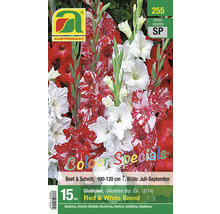 Packung Gladiolenmischung rot und weiß
