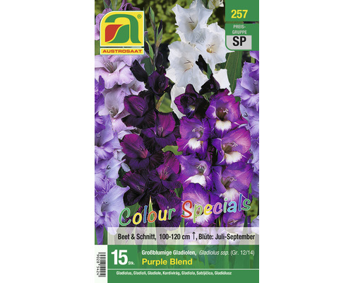 Blumenzwiebel Austrosaat Gladiole 'Colour Special Purple Blend' 15 Stk.