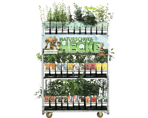 Verkaufsaufsteller mit verschiedenen Heckenpflanzen