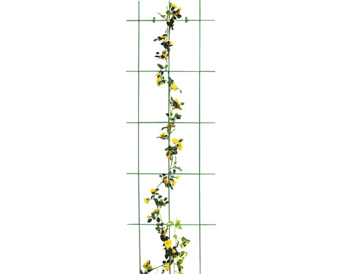 Kletterhilfe mit gelben Rosen