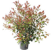 Glanzmispel in einem Topf