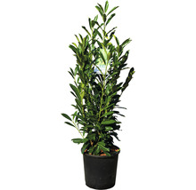 Kirschlorbeer FloraSelf Prunus laurocerasus 'Elly' H 80-100 cm Co 18 L
