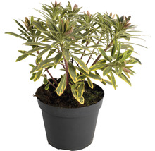 Wolfsmilchgewächs in schwarzem Topf