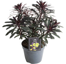 Euphorbia Purpurea in einem Topf