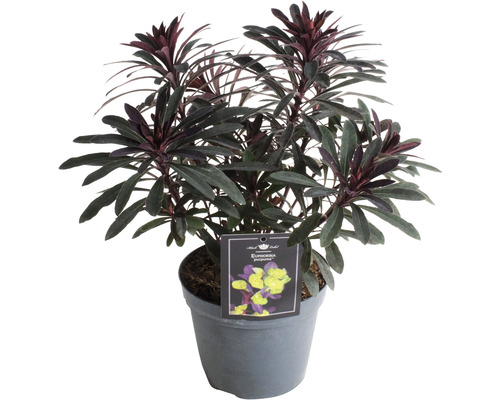 Euphorbia Purpurea in einem Topf
