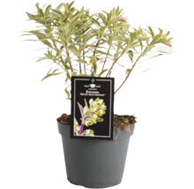 Wolfsmilch Marjolein, angeboten im Topf