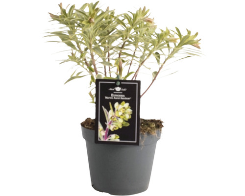 Bunte Wolfsmilch Euphorbia x martinii 'Ascot Rainbow' H 5-40 cm T 15 cm