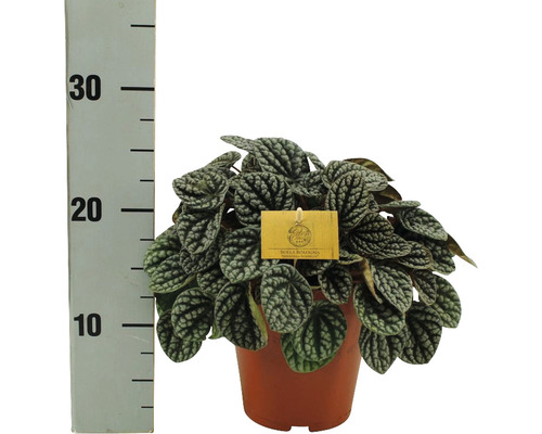 Peperomie, Zwergpfeffer FloraSelf Peperomia burbella H ca. 25 cm Ø 15 cm Topf Pfefferpflanze im Topf mit Maßeinteilung
