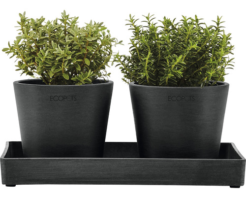 Zwei Pflanzen in Töpfen auf einem Tablett