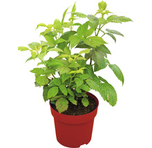 Himbeerpflanze im Topf