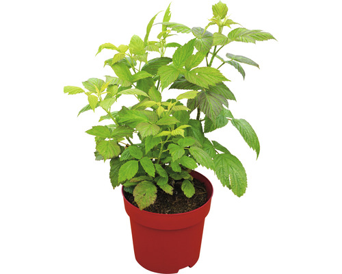 Himbeerpflanze im Topf