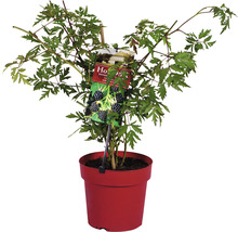 Stachellose Brombeere FloraSelf Rubus fruticosus ‚Oregon Thornless‘ H 30-40 cm Co 3,4 L