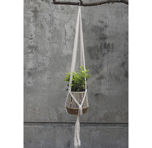 Hängeampel mit Pflanze an einem Ast