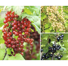 Rote, weiße und schwarze Johannisbeeren an den Zweigen