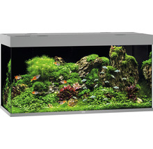 Dekoratives Aquarium mit Pflanzen und Fischen