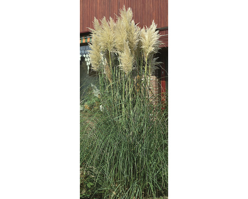 Kleines Pampasgras, Zwerg-Pampasgras Cortaderia selloana 'Pumila' H 15-30 cm Co 0,5 L (6 Stk.)