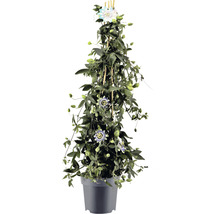 Passionsblume im Topf mit Rankhilfe