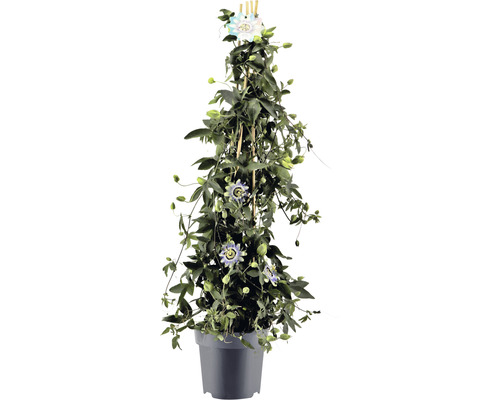 Passionsblume im Topf mit Rankhilfe