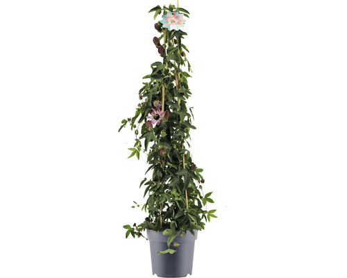 Passionsblume im Topf mit Rankhilfe