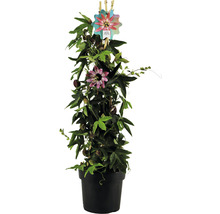 Passionsblume im Topf mit Rankhilfe
