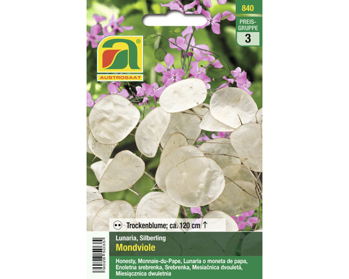 Blumensamen Austrosaat Lunaria/Silberling 'Mondviole'