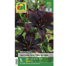 Verpackung einer winterharten Lilie Sorte Mapira, geeignet für Beet und Schnittblumen, circa 80 cm hoch