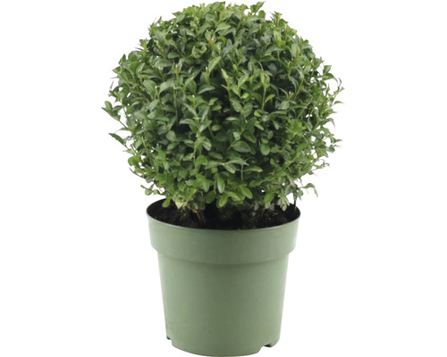 Buchsbaum Kugel FloraSelf Buxus sempervirens Durchmesser 18-23 cm cm Co 2,5 L Kugelbuxbaum im Topf