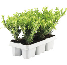 Buchsbaum Setzlinge im Anzuchtbehälter