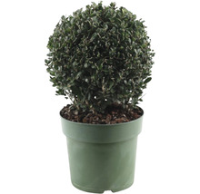 Kugelbäumchen in einem Pflanzgefäß