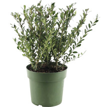 Buchsbaum im Topf für den Garten