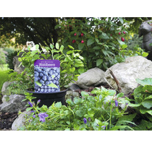 Heimische Waldbeere im Topf im Garten.