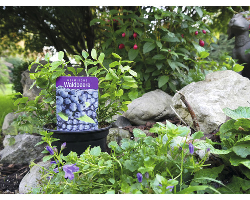 Heimische Waldbeere im Topf im Garten.