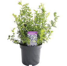 Heimische Waldbeere im Topf