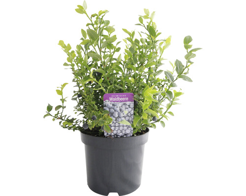 Heimische Waldbeere im Topf