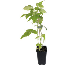 Himbeerpflanze im Topf mit Stützstab