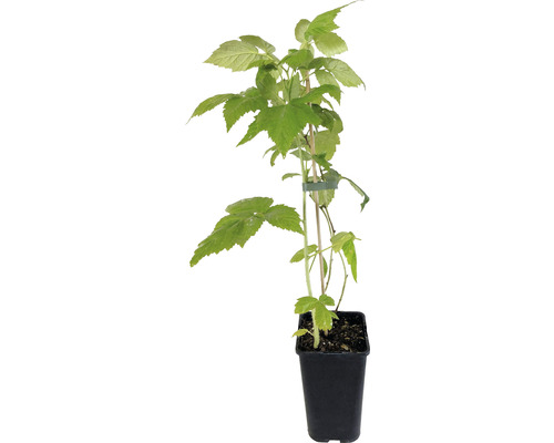 Bio-Sommerhimbeere rot 30/50 cm Himbeerpflanze im Topf mit Stützstab