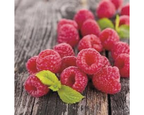 Nahaufnahme von Himbeeren mit Blättern auf Holz