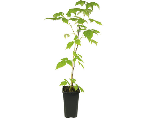 Bio-Herbsthimbeere rot 30/50 cm Himbeerpflanze im Topf