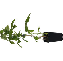 Himbeerpflanze im Topf