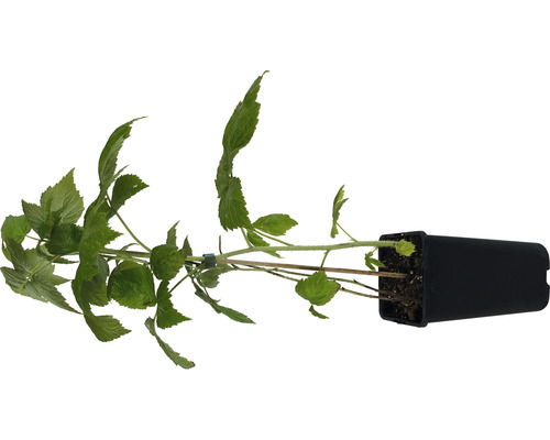 Himbeerpflanze im Topf