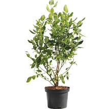 Blaubeerbusch im Topf