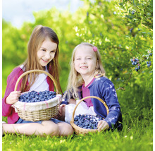 Zwei Mädchen sitzen im Garten mit Körben voller Blaubeeren.