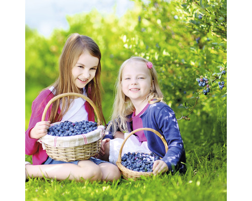Zwei Mädchen sitzen im Garten mit Körben voller Blaubeeren.