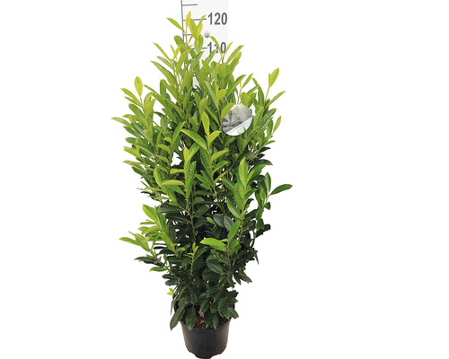 Heckenpflanze FloraSelf Kirschlorbeer Prunus laurocerasus 'Elly' H 100-120 cm im 10 Liter Topf ab 4 Stück auf Palette